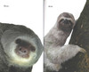 Slow, Slow Sloths Level 2 (Paperback)