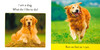 Pet Animals: STEAM Beginnings (Board Book)