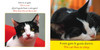 Pet Animals (Spanish/English) STEAM Beginnings (Board Book)