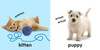 Animals: Baby Touch and Feel (Padded Board Book)