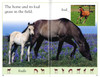 Ponies and Horses: DK Reader Pre-Level 1 (Paperback)