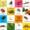 First 100 Animals  (Paperback)