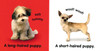 Puppies (Board Book)