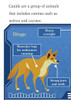 Wild Dogs and Canines!  Wild Kratts Level 2 (Paperback)