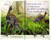 Meet the Dinosaurs: DK Pre-Level 1 (Paperback)