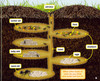 Inside the Ants' Nest (Hardcover)