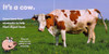 CASE OF 40 - Who's That Horsing Around on the Farm? (Board Book)*