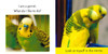 Pet Animals: STEAM Beginnings (Board Book)-Clearance Book/Non-Returnable