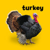 My First Thanksgiving (Board Book)