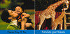 Families (Haitian Creole/English) (Board Book)-Clearance Book/Non-Returnable