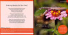Bugs: Exploring the World of Crawly Critters (Paperback)