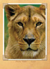 Go Wild Lions: Photo Safari & Fact Book (Paperback)
