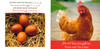 Farm Animals (Spanish/English) STEAM Beginnings (Board Book)-Clearance Book/Non-Returnable