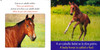Baby Animals (Spanish/English) STEAM Beginnings (Board Book)-Clearance Book/Non-Returnable