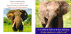 Baby Animals (Spanish/English) STEAM Beginnings (Board Book)-Clearance Book/Non-Returnable