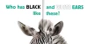 What Animal Has... Set of 4 (Paperback)*