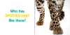 What Animal Has... Set of 4 (Paperback)*