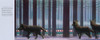 The Polar Express (Hardcover)