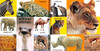 First 100 Animals (Paperback) First 100 Animals (Paperback)