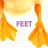 Feet: What Animal Has Feet Like This? (Paperback)-Clearance Book/Non-Returnable