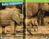 Elephants: Great Migrations Level 3 (Paperback)