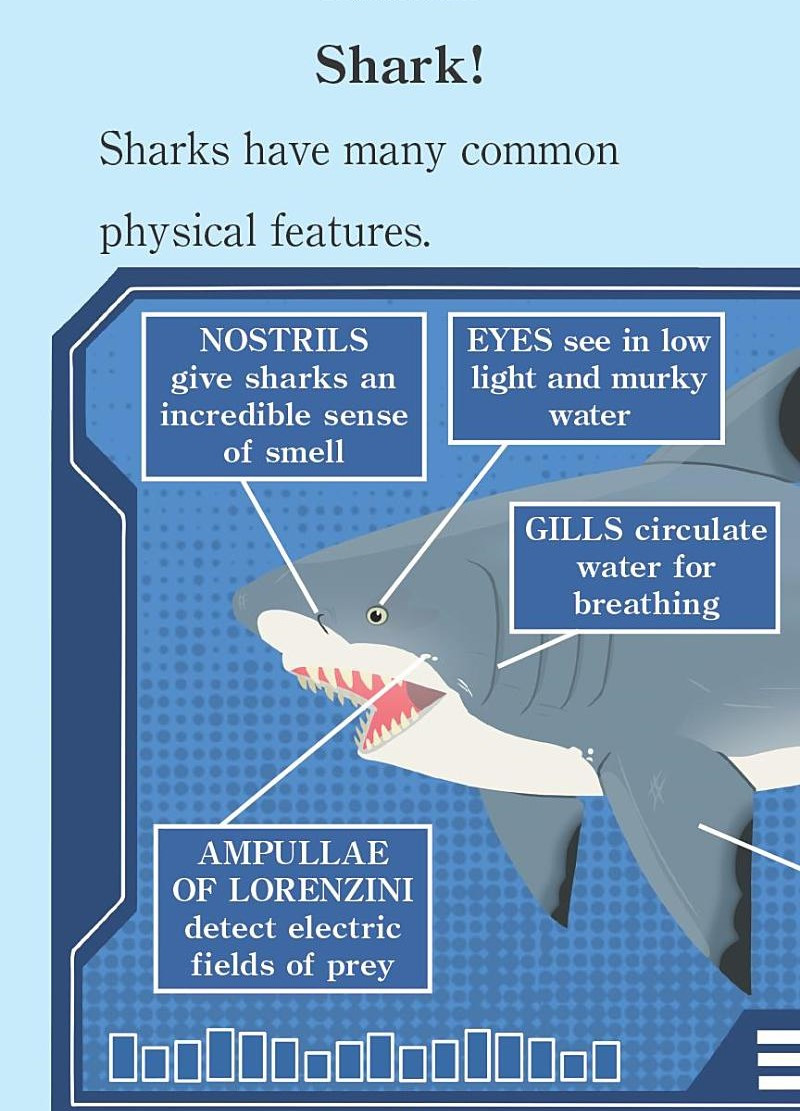 Wild Sharks! Wild Kratts Level 2 (Paperback)* - Books By The Bushel