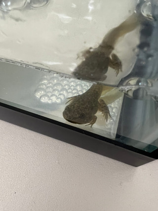 Tank Tips: A Freshwater Aquarium in the Classroom