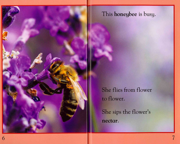 Busy as a Bee: Level 1 (Paperback)