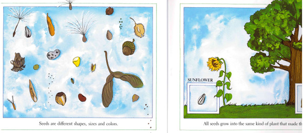 From Seed to Plant (Paperback)