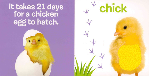 Baby Animals: Touch & Feel (Board Book)