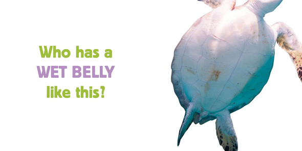 Bellies: What Animal Has a Belly Like This? (Board Book)