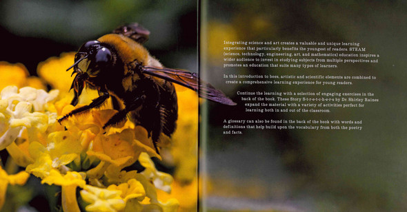 Bees: Honeybees, Bumblebees, and More! (Paperback)