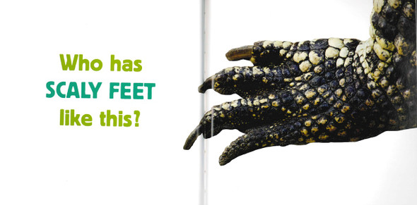 Feet: What Animal Has Feet Like This? (Paperback)-Clearance Book/Non-Returnable