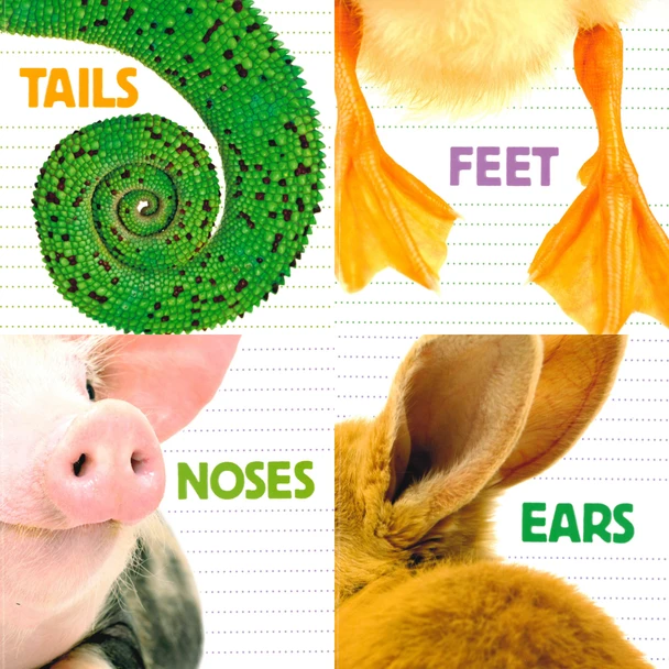 40 Book Bundle - What Animal Has... (Paperback)*