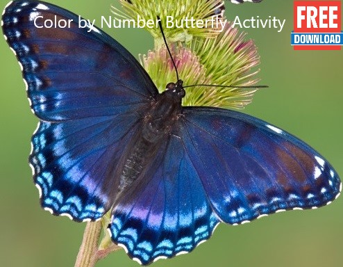 color-by-number-butterfly-card.jpg