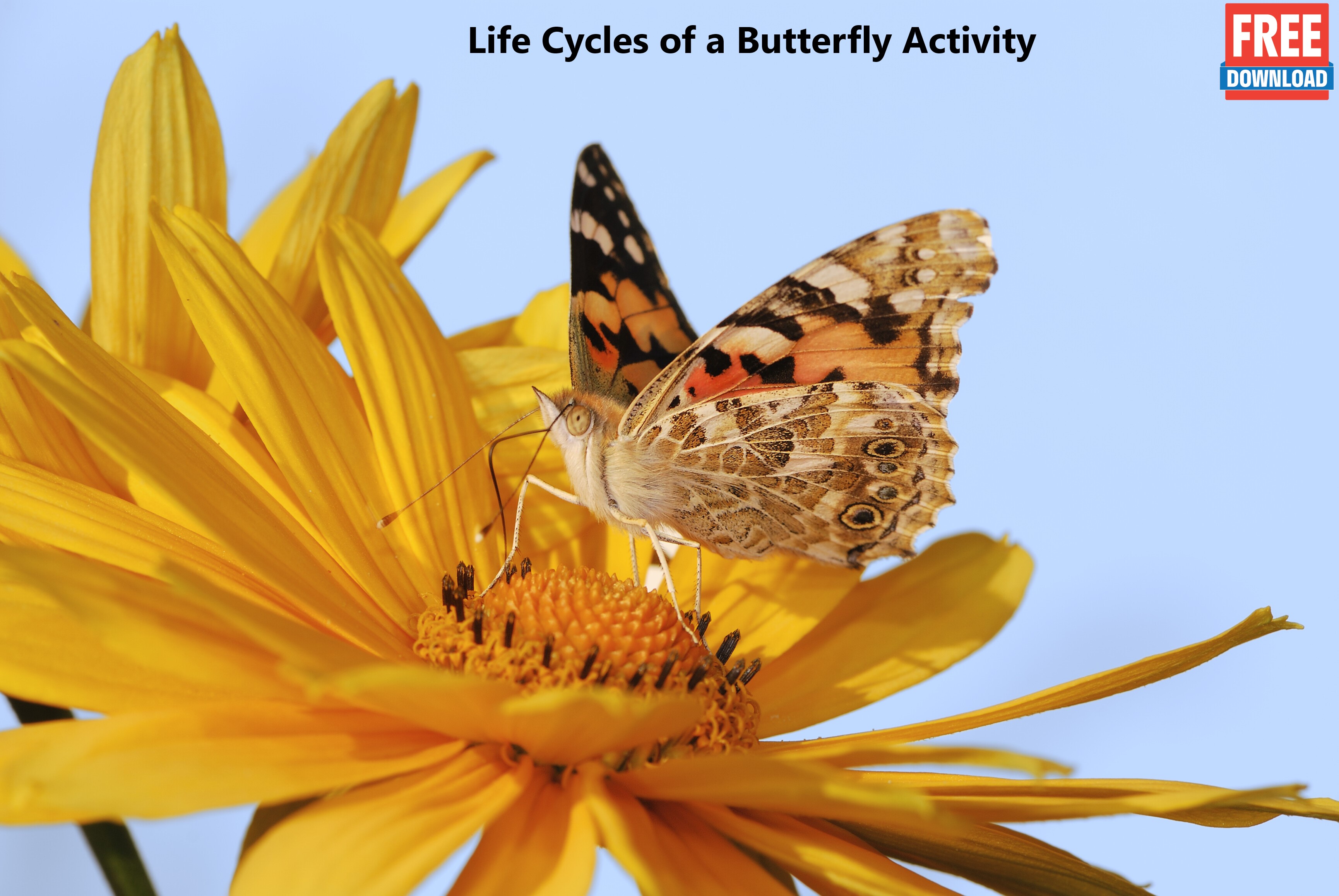 painted-butterfly-activity-card.jpg