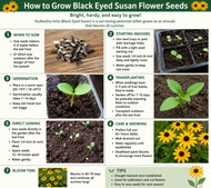 How to Grow Black Eyed Susan Flower Seeds