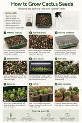 How to Grow Cactus Seeds