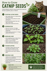 How to Grow Catnip Seeds
