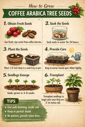 How to Grow Coffee Arabica Seeds