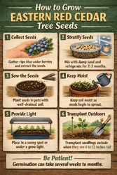 How to Grow Eastern Red Cedar Tree Seeds