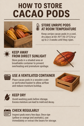 How to Store Cacao Pods (Keep Them Fresh Before Harvesting the Beans)