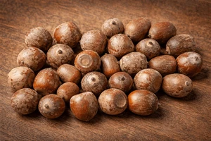 Northern Red Oak Acorns