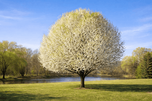 Bradford Pear Tree