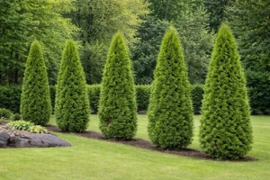 American Arborvitae Tree