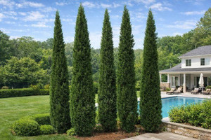 Italian Cypress Tree