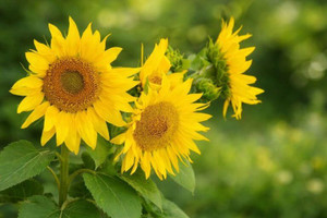 Mammoth Grey Stripe Sunflower Seeds