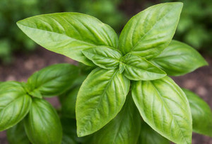 Sweet Genovese Basil