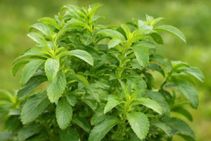 Stevia Seeds