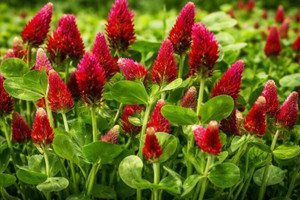 Crimson Clover